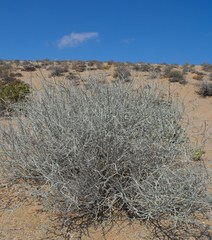 Calobota cinerea