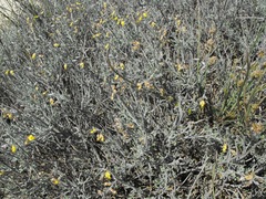 Calobota cinerea