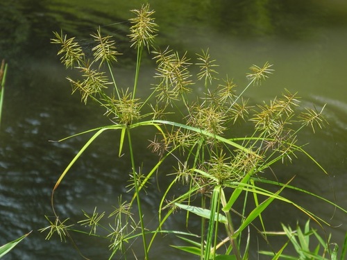reflexed flatsedge (Cyperus refractus)