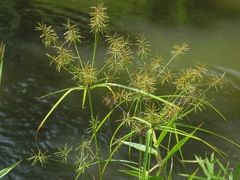 Cyperus refractus