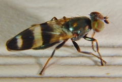 Chaetopsis massyla