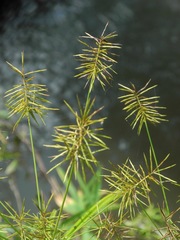 Cyperus refractus
