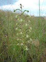 Habenaria humilior