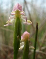 Disperis concinna