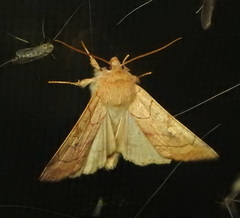 Enargia fausta
