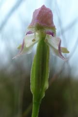 Disperis concinna