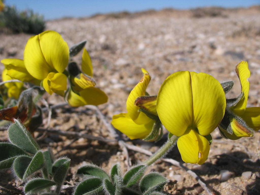 Sperrgebiet Rattlepod