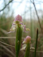 Disperis concinna