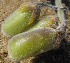 Crotalaria meyeriana