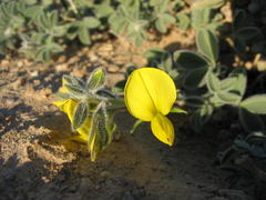 Crotalaria meyeriana