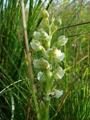 Pterygodium hastatum