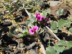 Indigastrum argyroides