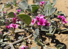 Indigastrum argyroides