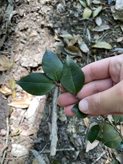 Backhousia myrtifolia