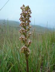 Disperis renibractea
