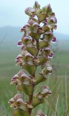 Disperis renibractea
