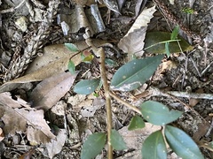 Backhousia myrtifolia