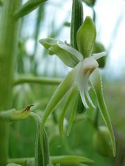 Habenaria schimperiana