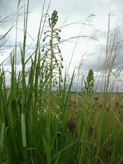 Habenaria schimperiana