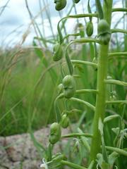 Habenaria schimperiana