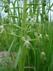 Habenaria schimperiana