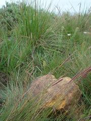 Satyrium microrrhynchum