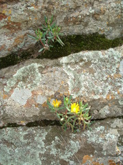 Delosperma leendertziae