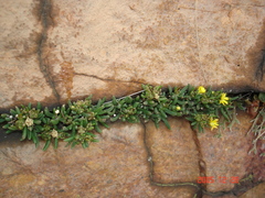 Delosperma leendertziae