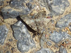 Hydriomena divisaria