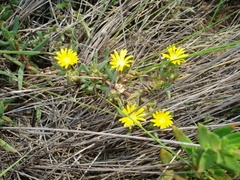 Delosperma leendertziae