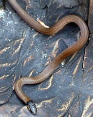 Aparallactus capensis capensis