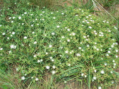 Delosperma herbeum