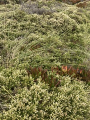 Baccharis pilularis pilularis
