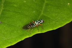 Raphiocera