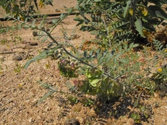 Lessertia brachypus
