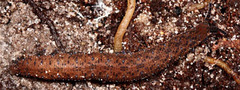 Ooperipatellus