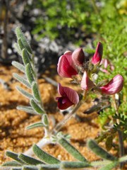 Lessertia eremicola