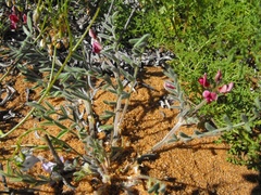 Lessertia eremicola