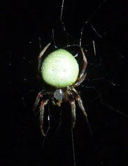 Araneus apricus