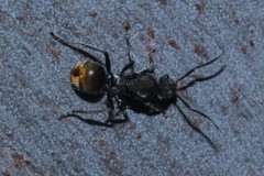 Polyrhachis vermiculosa
