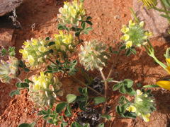 Crotalarieae
