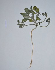 Indigofera barkeri