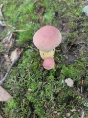 Butyriboletus roseopurpureus
