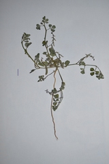 Indigofera barkeri