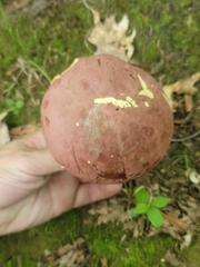 Butyriboletus roseopurpureus