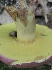 Butyriboletus roseopurpureus