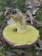 Butyriboletus roseopurpureus