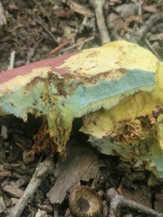 Butyriboletus roseopurpureus