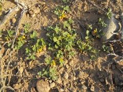 Lotononis strigillosa