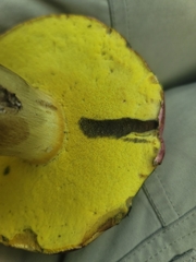 Butyriboletus roseopurpureus